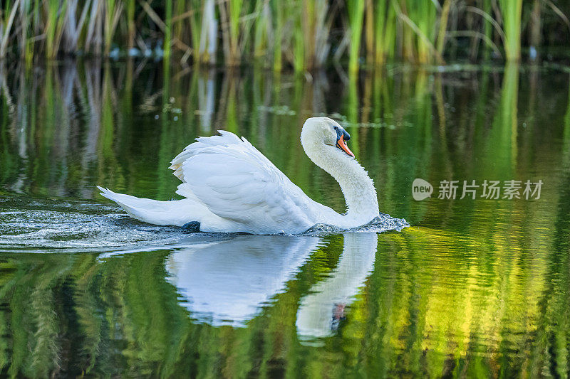 疣鼻天鹅