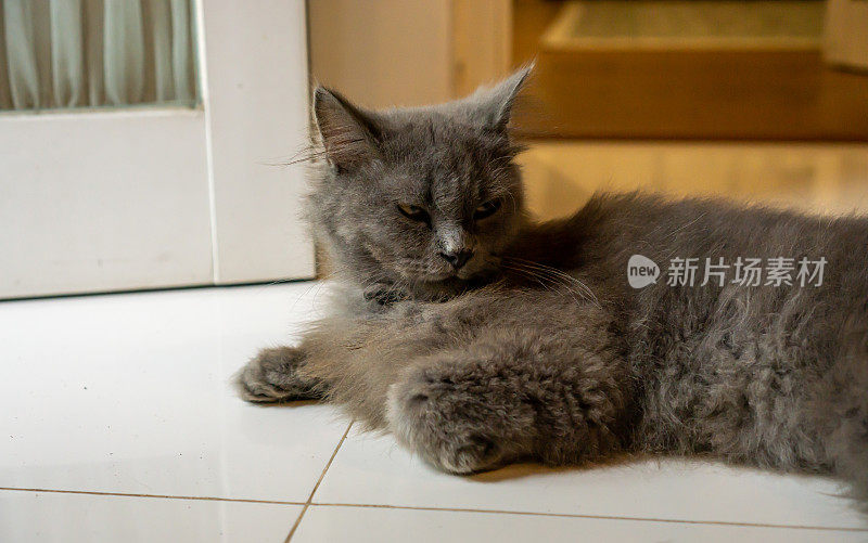 懒惰的灰色的猫