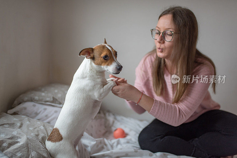 一个年轻的女人和她的小狗杰克罗素梗狗玩耍