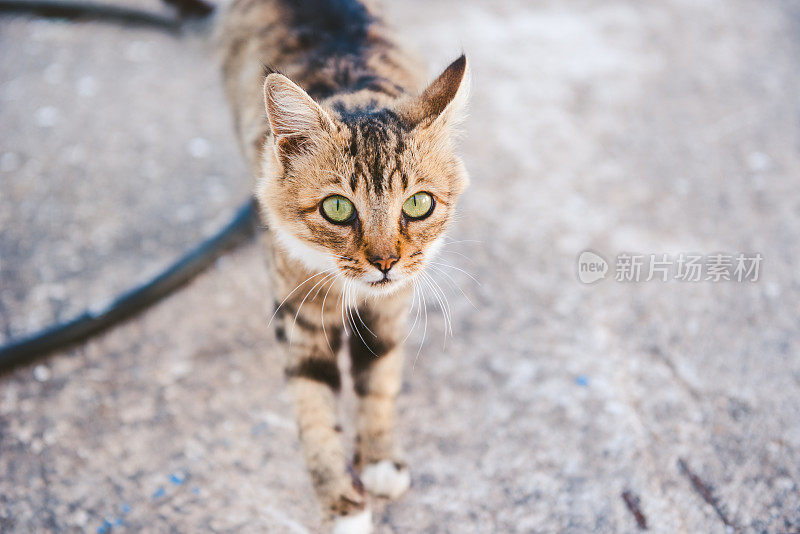 希腊卡尔帕索斯的流浪猫