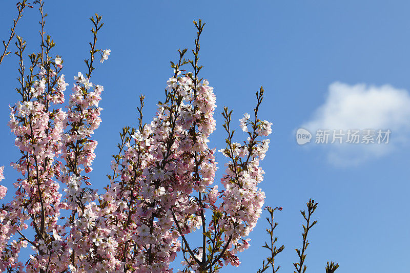 观赏樱桃树，桃红开花