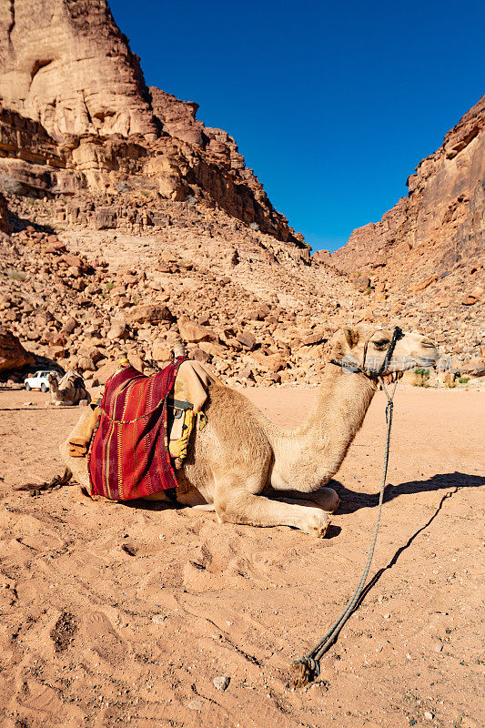 约旦瓦迪拉姆沙漠中的骆驼