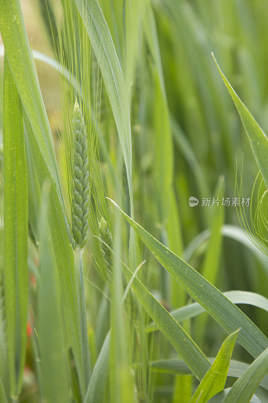 二粒小麦田间的二粒小麦或去壳小麦