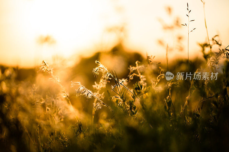 盛开的小草在夕阳的照射下