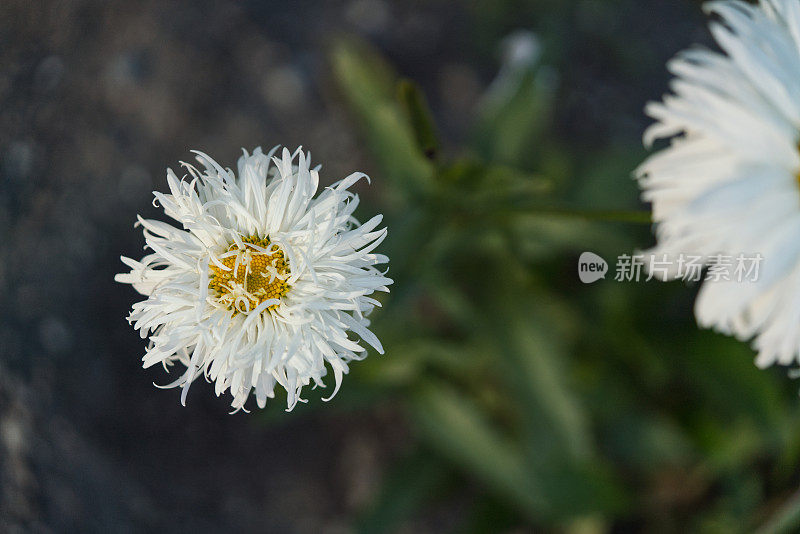 毛茸茸的雏菊