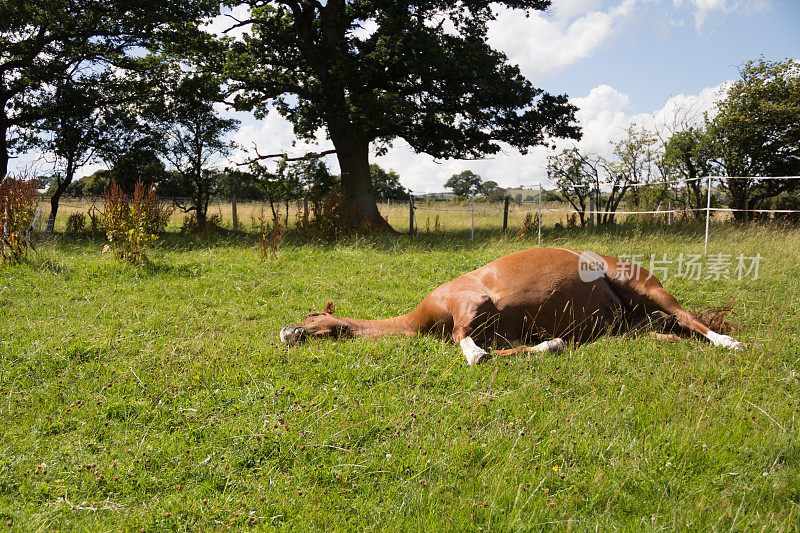 慵懒朦胧的夏日里，一匹栗色小马正平躺在田野里享受着阳光。