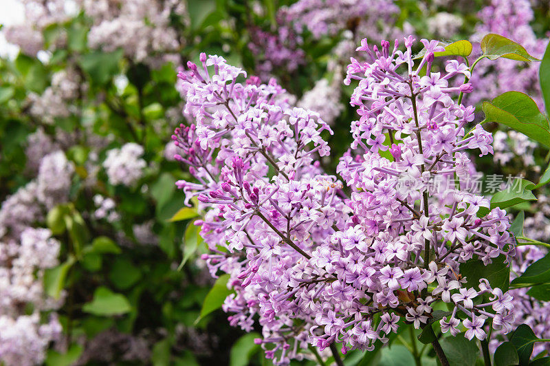 紫丁香花盛开