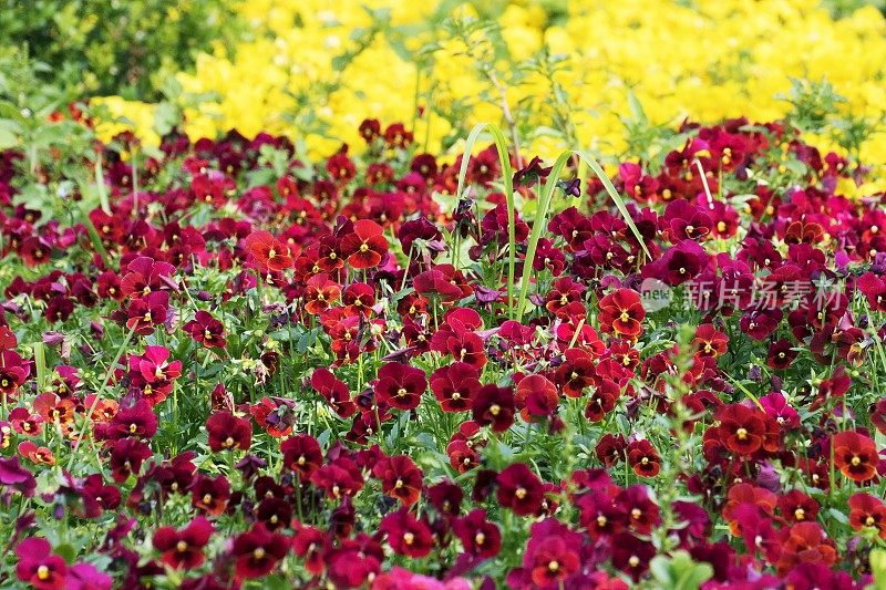 五彩缤纷的花卉自然图案——花坛花园休闲景观