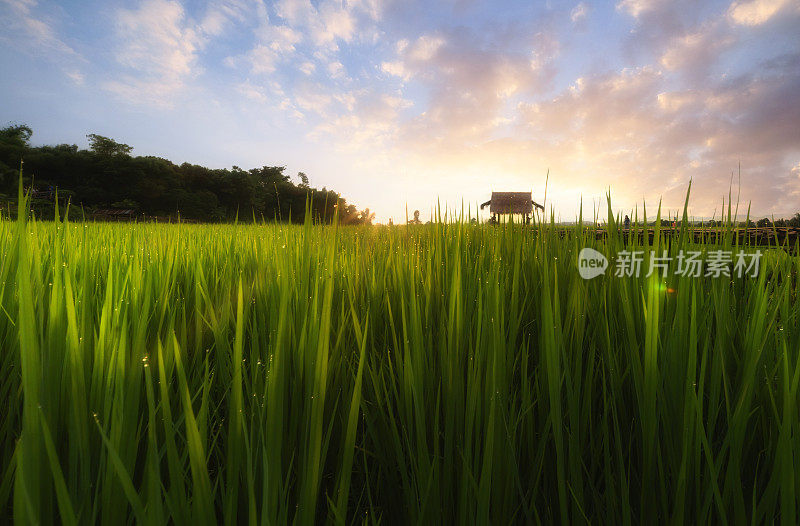 泰国北部南省绿色水稻种植中心的传统木桥和竹制小屋