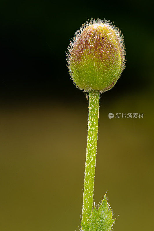 一朵罂粟花，在黑暗的背景下开花