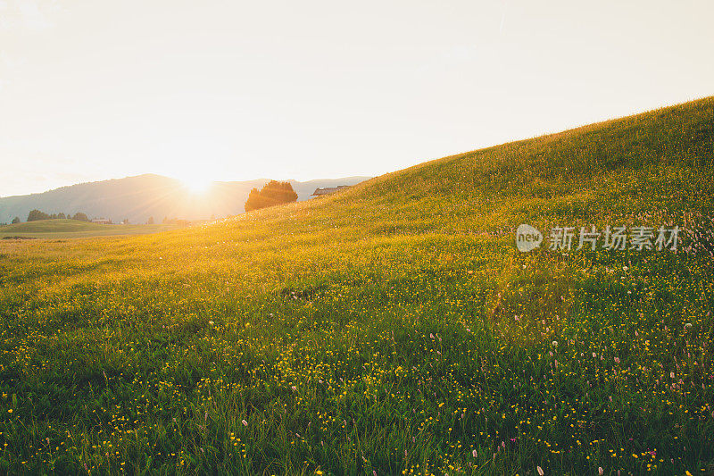 大自然的景观是一片绿色的田野，阿尔卑斯山的草地。意大利的白云石山脉。