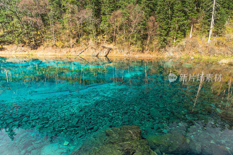 在九寨沟自然(九寨沟国家公园)，中国九寨沟秋林之间的五花湖晶莹剔透的水和美丽的风景