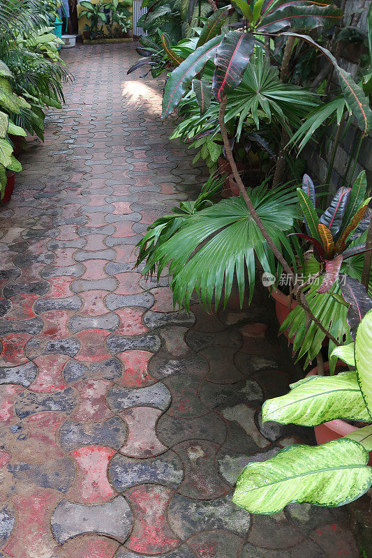 马赛克形状的铺路石，花园小径排列着宽阔的丛林式植物