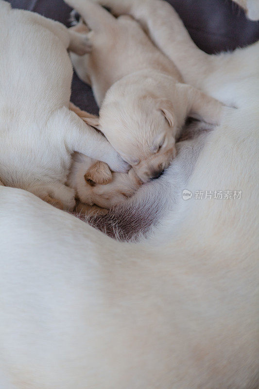 母亲拉布拉多猎犬喂养她的小狗