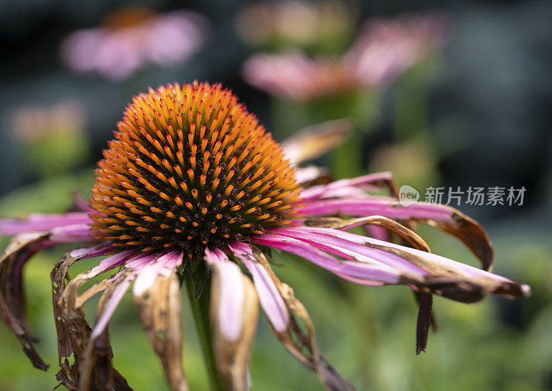 垂死的松果菊