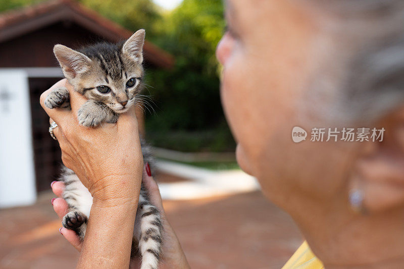 救猫。宠物收养