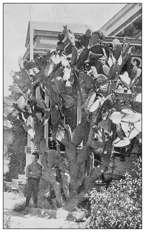 美国古董黑白照片:仙人掌