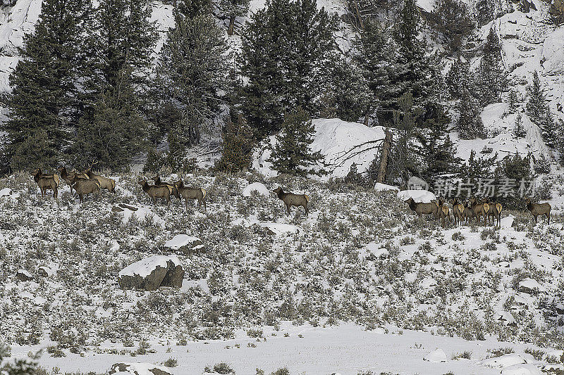 麋鹿群排成纵队在雪地里行进