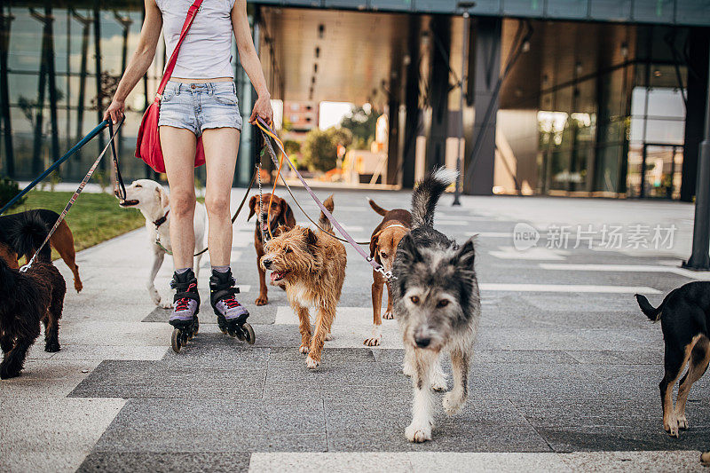 女职业遛狗人在城市的街道上穿着旱冰鞋遛狗