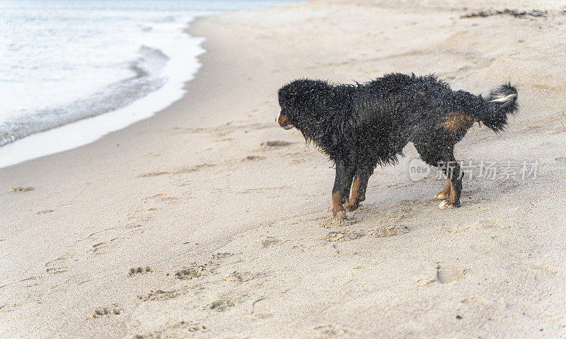 伯恩斯山地犬，泽南猎犬湿狗在阳光明媚的秋日沙滩上游泳。