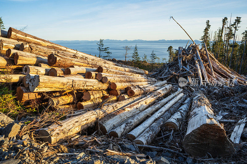 温哥华岛上的伐木业。