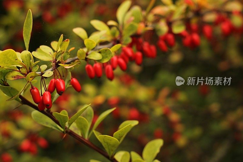 日本伏牛花小檗属植物