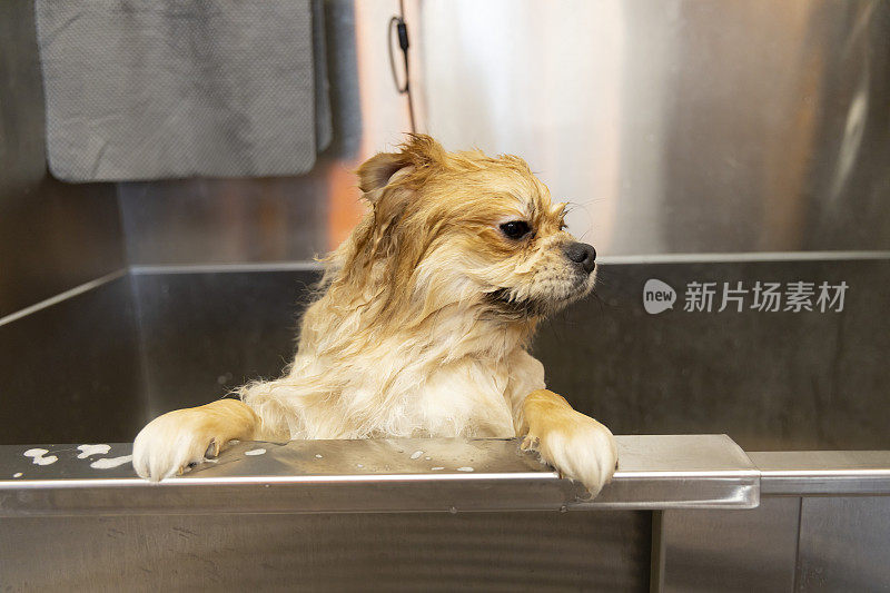 洗澡的时候来点可爱的博美犬。照顾宠物。