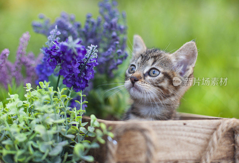 夏日花园里，毛茸茸的灰猫坐在柳条篮子里