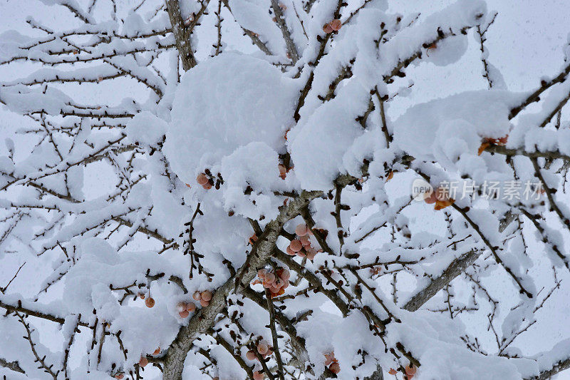 银杏树上覆盖着厚厚的积雪