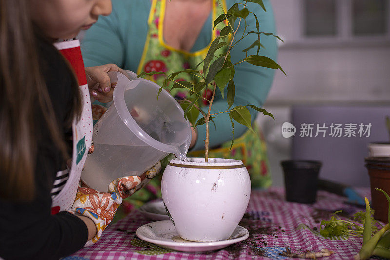 房子植物浇水