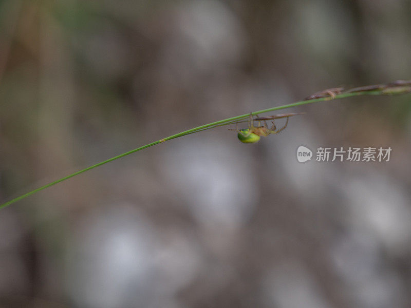 绿蜘蛛在野草上爬行