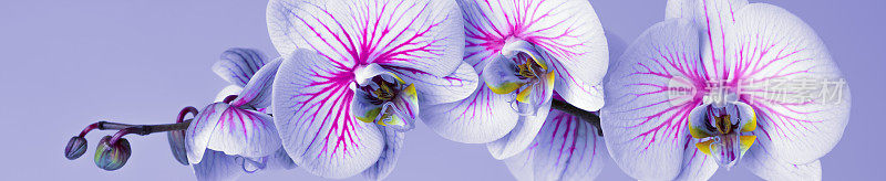 紫色背景上的兰花