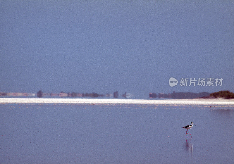 海滩上的黑颈高跷