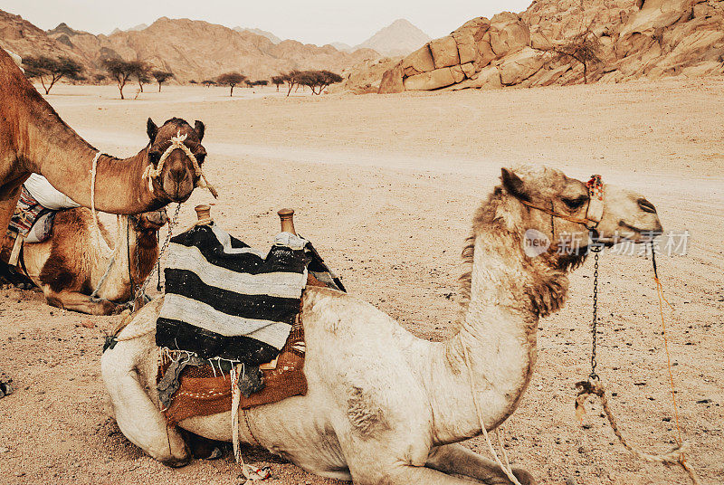 埃及西奈沙漠的三头骆驼