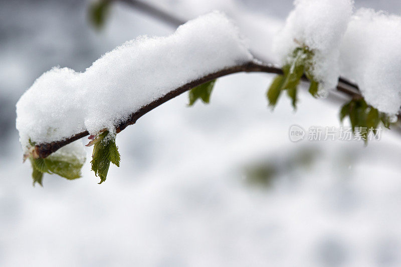 雪覆盖了一个新鲜的绿色榆树树枝的特写从右到左