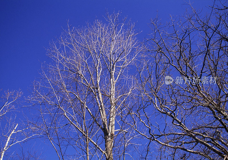 光秃秃的树木映衬着蓝天