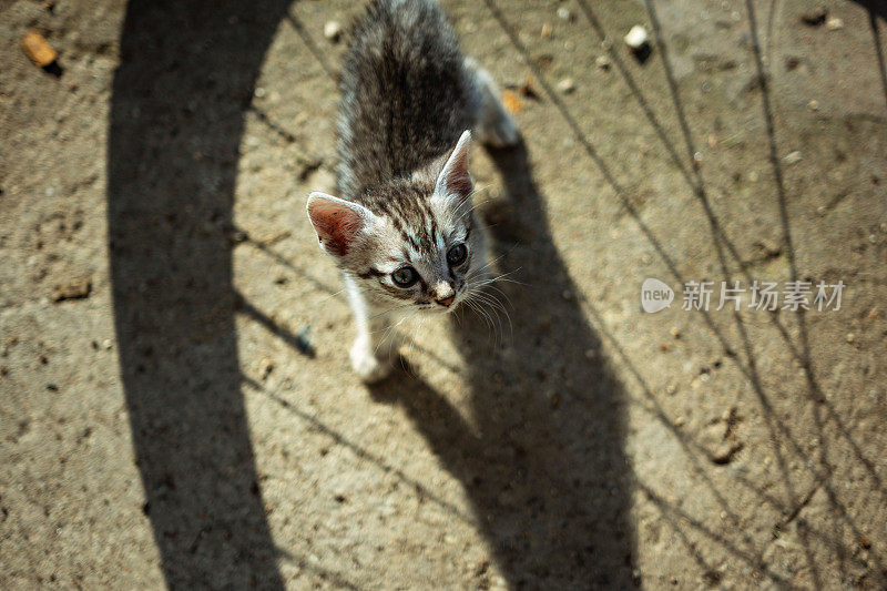 可爱的小猫咪