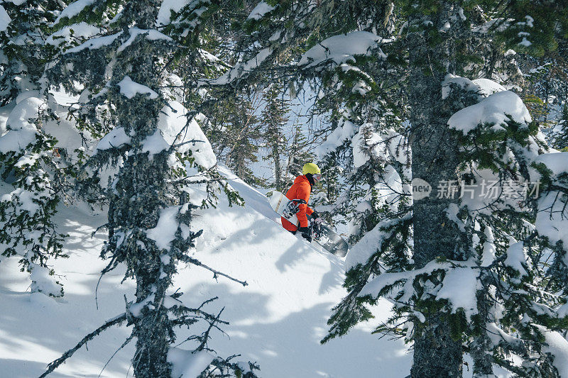 滑雪板自由骑手步行滑雪旅游在森林，野生山区，冬季阳光灿烂的一天