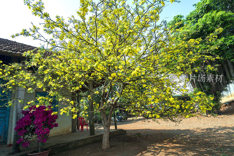 春天的早晨，杏树在屋前开花了