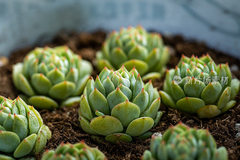 微型多汁植物