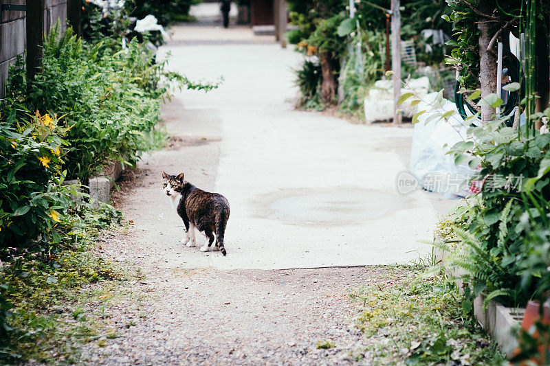 猫回头看了看