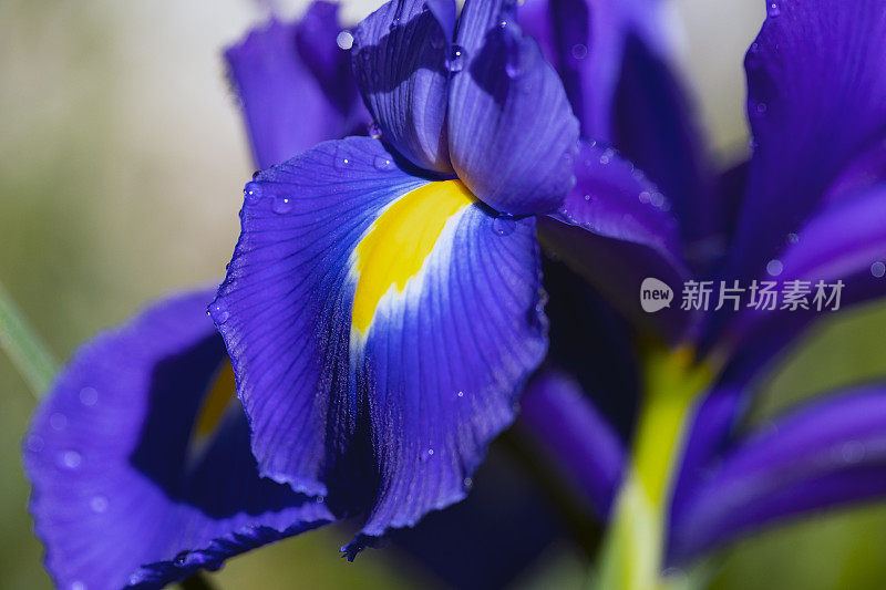 带着雨滴的蓝色鸢尾