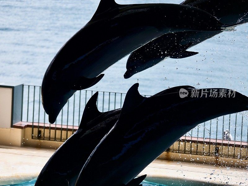 一群海豚在跳