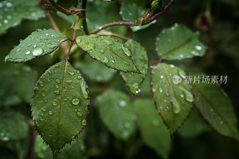 特写的新鲜树叶与雨滴