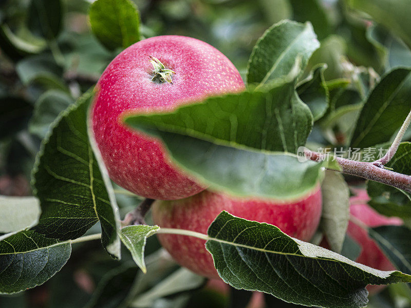 华盛顿州苹果树上成熟的红色果实