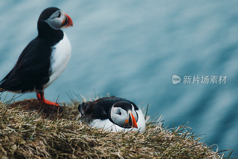 冰岛午夜太阳下美丽的海雀