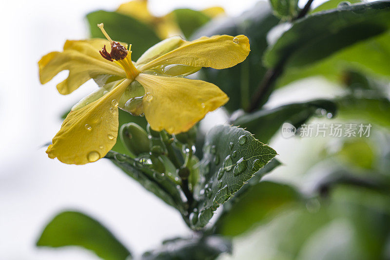 桔梗黄花植物。(米老鼠花)在花园里