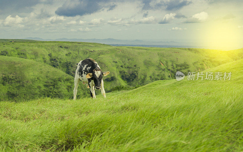 一头牛在新鲜的田野里吃草，一头小牛在有空地的青山上吃草