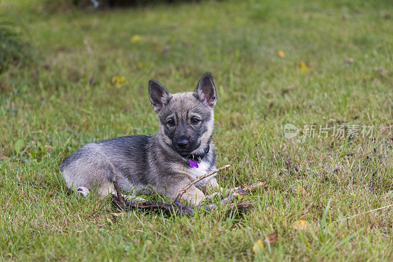 瑞典vallhund小狗