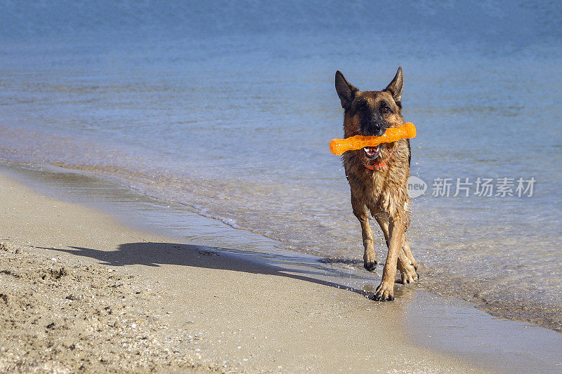 德国牧羊犬在海滩上玩耍